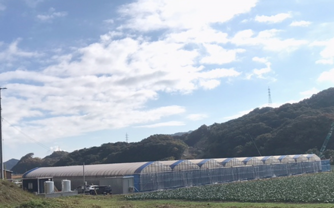 ハウス全景（40m×72m）